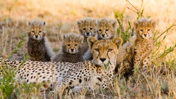 Familias de guepardos