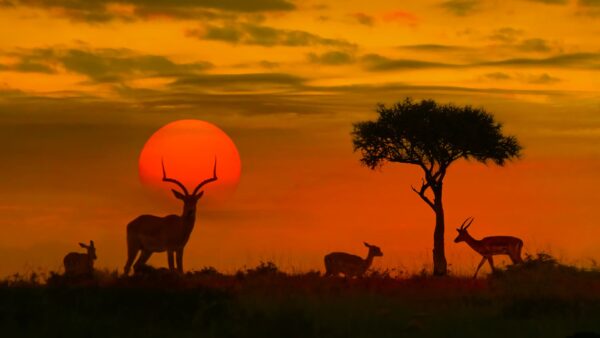 Antilopes en la sabana en el amanecer (Kenia)