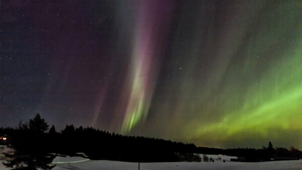 Auroras en Vuokatti. Foto: Vuokatti Safaris.