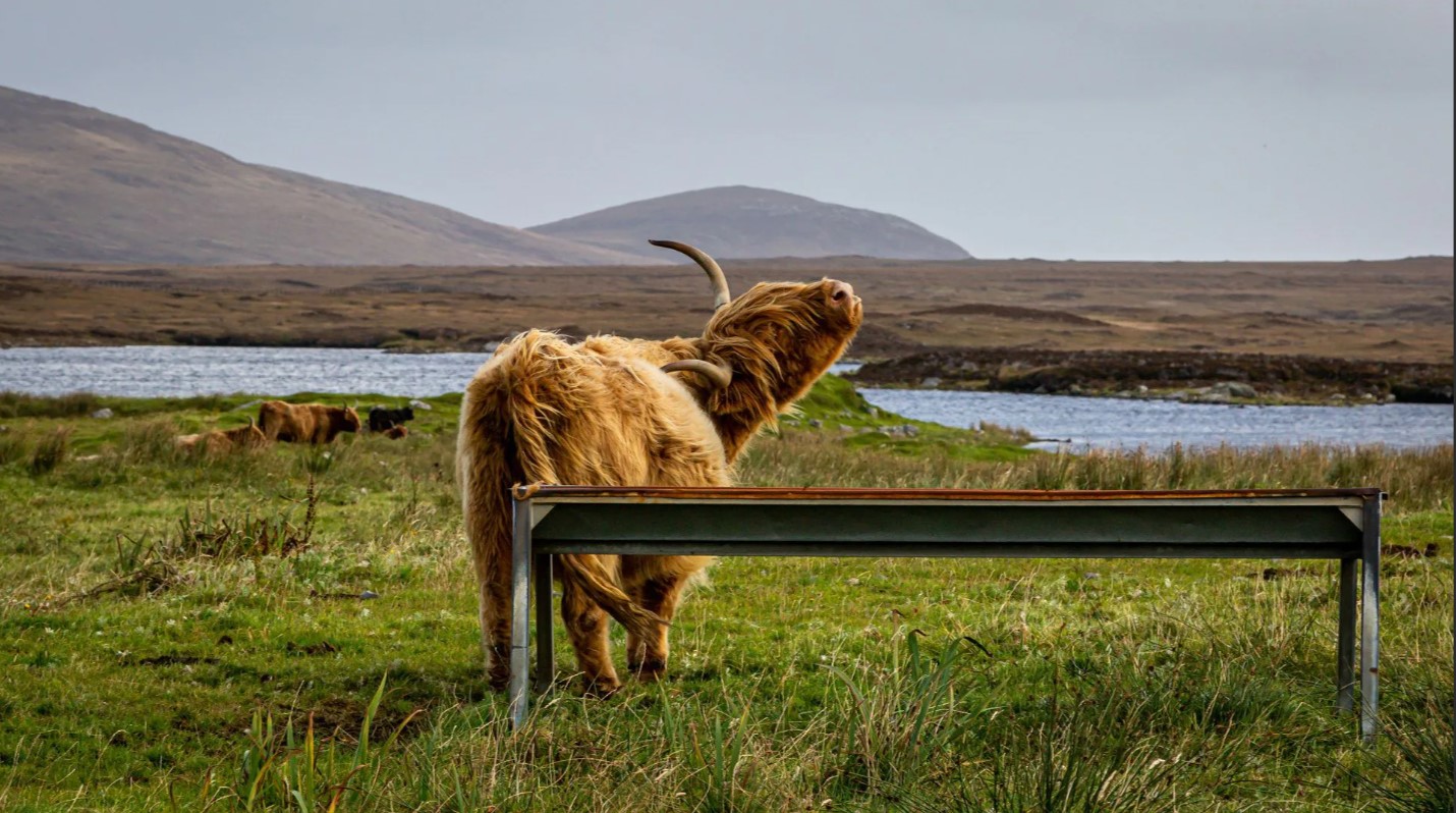 Vaca típica de las Highlands