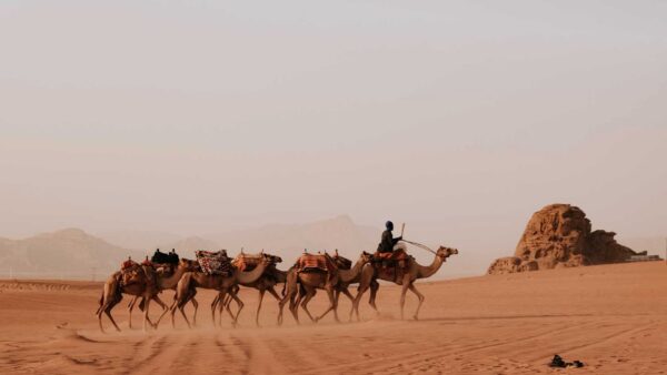 Camellos en el desierto Wadi Rum de Jordania