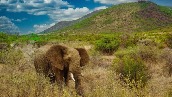Elefante en el Parque Nacional Pilanesberg