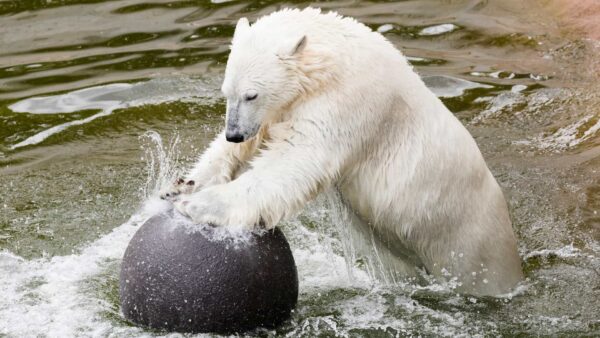 Oso Polar en el Parque de Ranua. Foto: Ranua Resort.