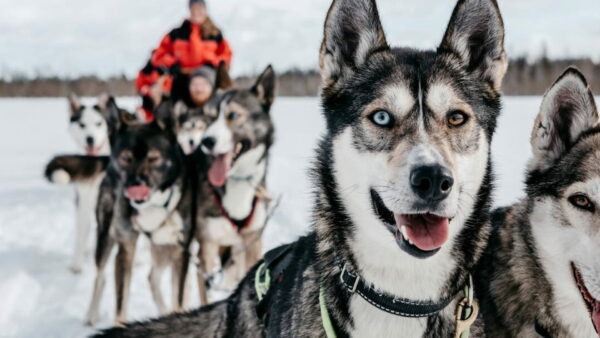 Trineo de Huskies. Foto: Lapland Safaris.