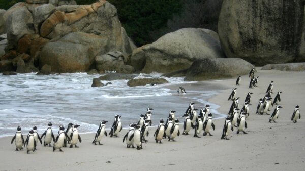 Pingüinos en Simon's Town, Ciudad del Cabo.