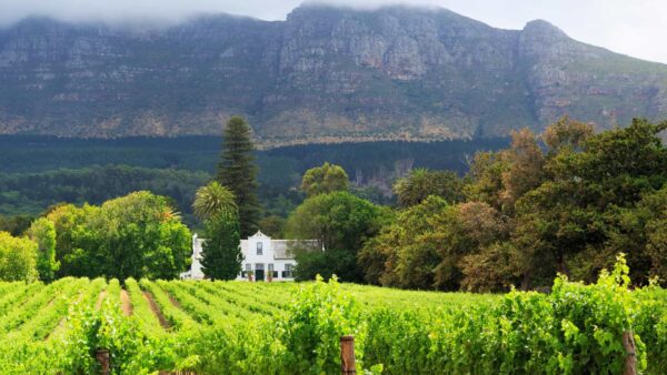 Viñedos en Stellenbosch