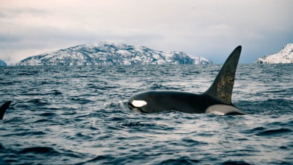 Safari de Ballenas © Æventyr