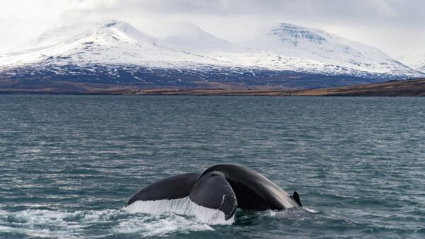 Safari Ballenas en Akureyri